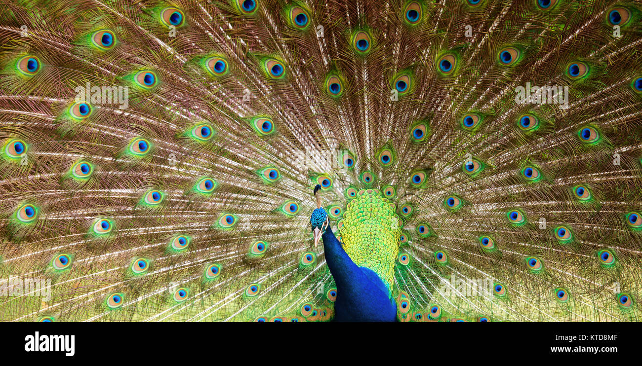 Background, beautiful peacock tail. Nature and backgrounds Stock Photo Alamy