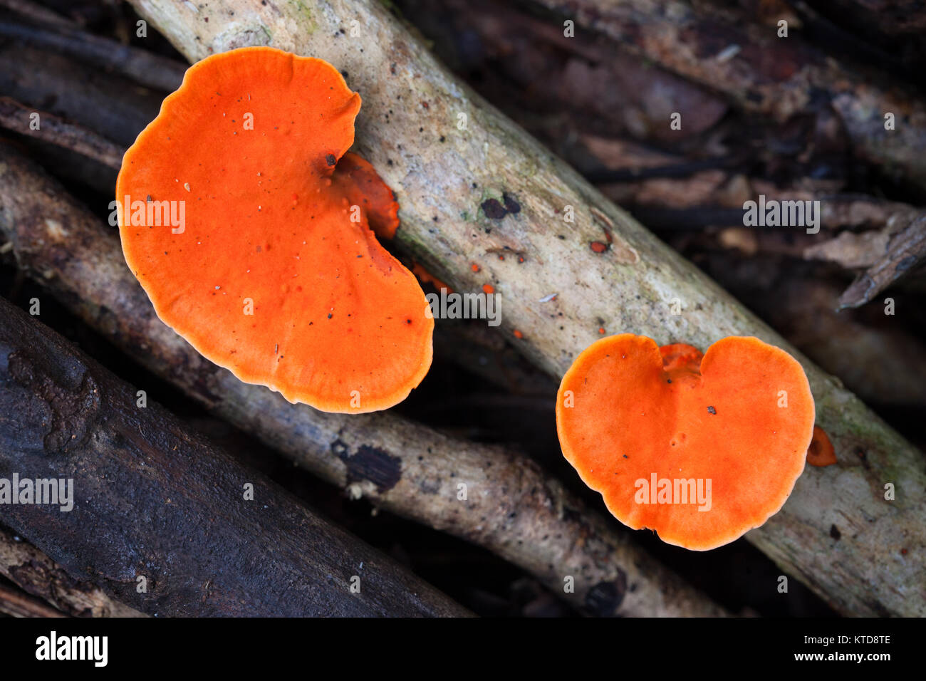 Scarlet Bracket Fungus (Pycnoporous coccineus). Cow Bay. Queensland. Australia. Stock Photo