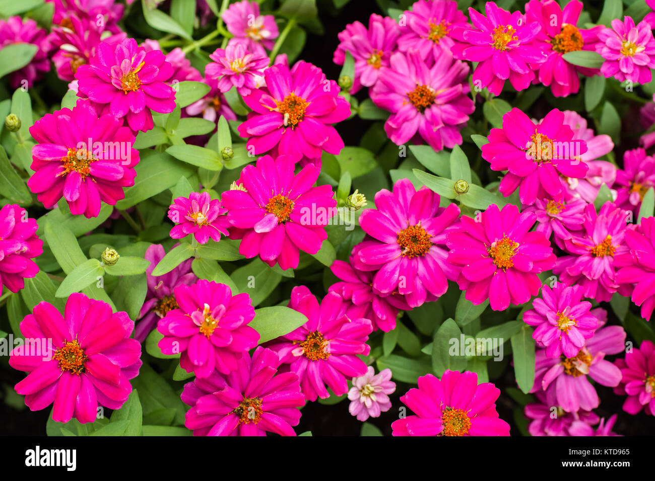 flowers in the meadow Stock Photo - Alamy