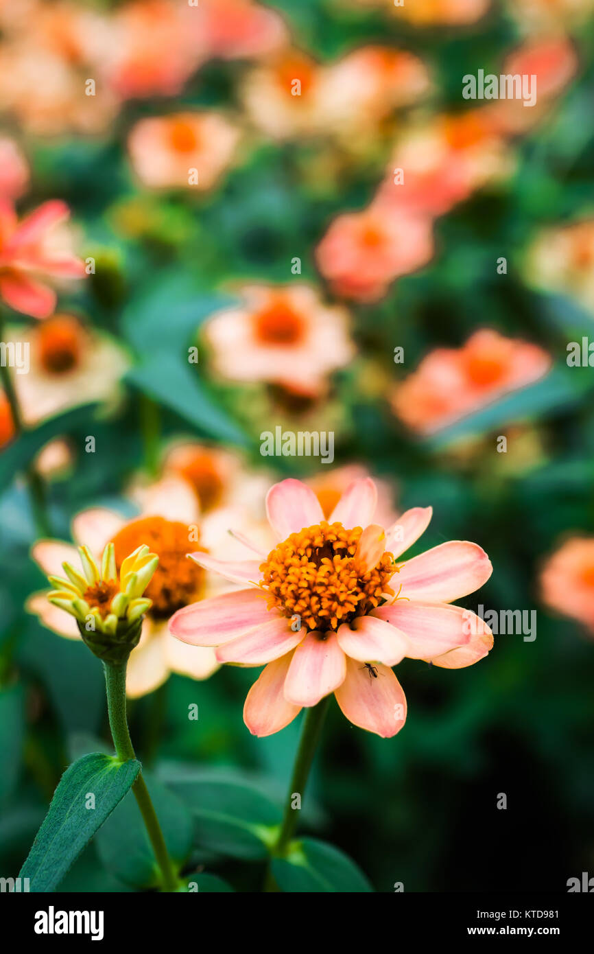 flowers in the meadow Stock Photo - Alamy