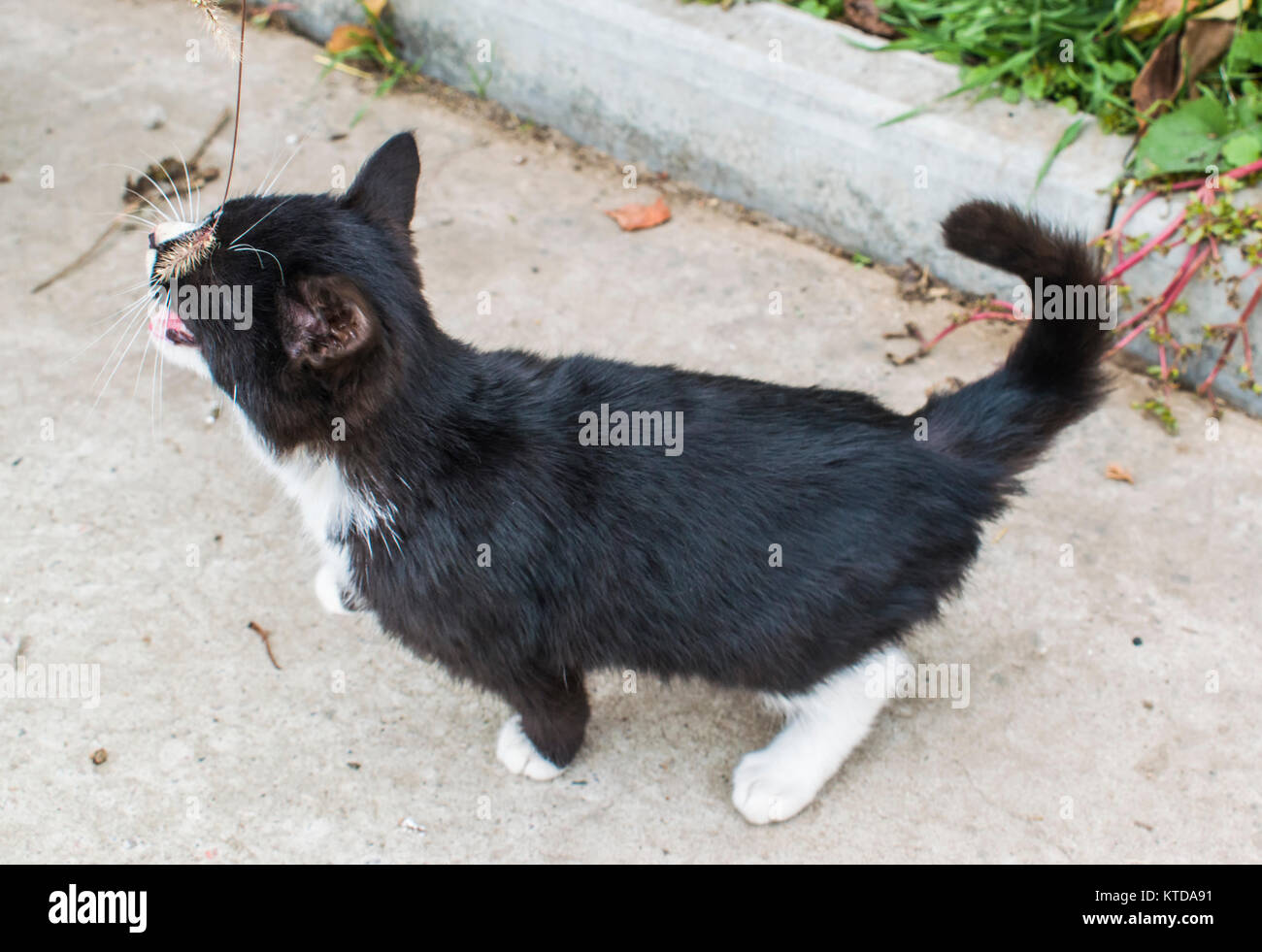 A black and white cat is playing with a twig. The cat is very nice. Stock Photo