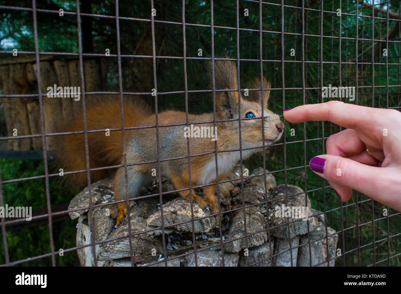 The squirrel sits in a cage. The squirrel climbs up to the human finger with a spout Stock Photo