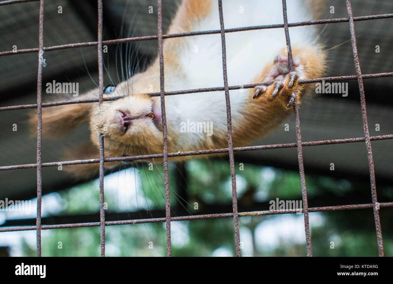 The squirrel sits in a cage. Squirrel is very funny and playful Stock Photo