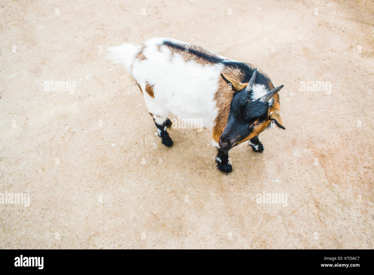 A small portrait of a goat. Little goat with small horns Stock Photo
