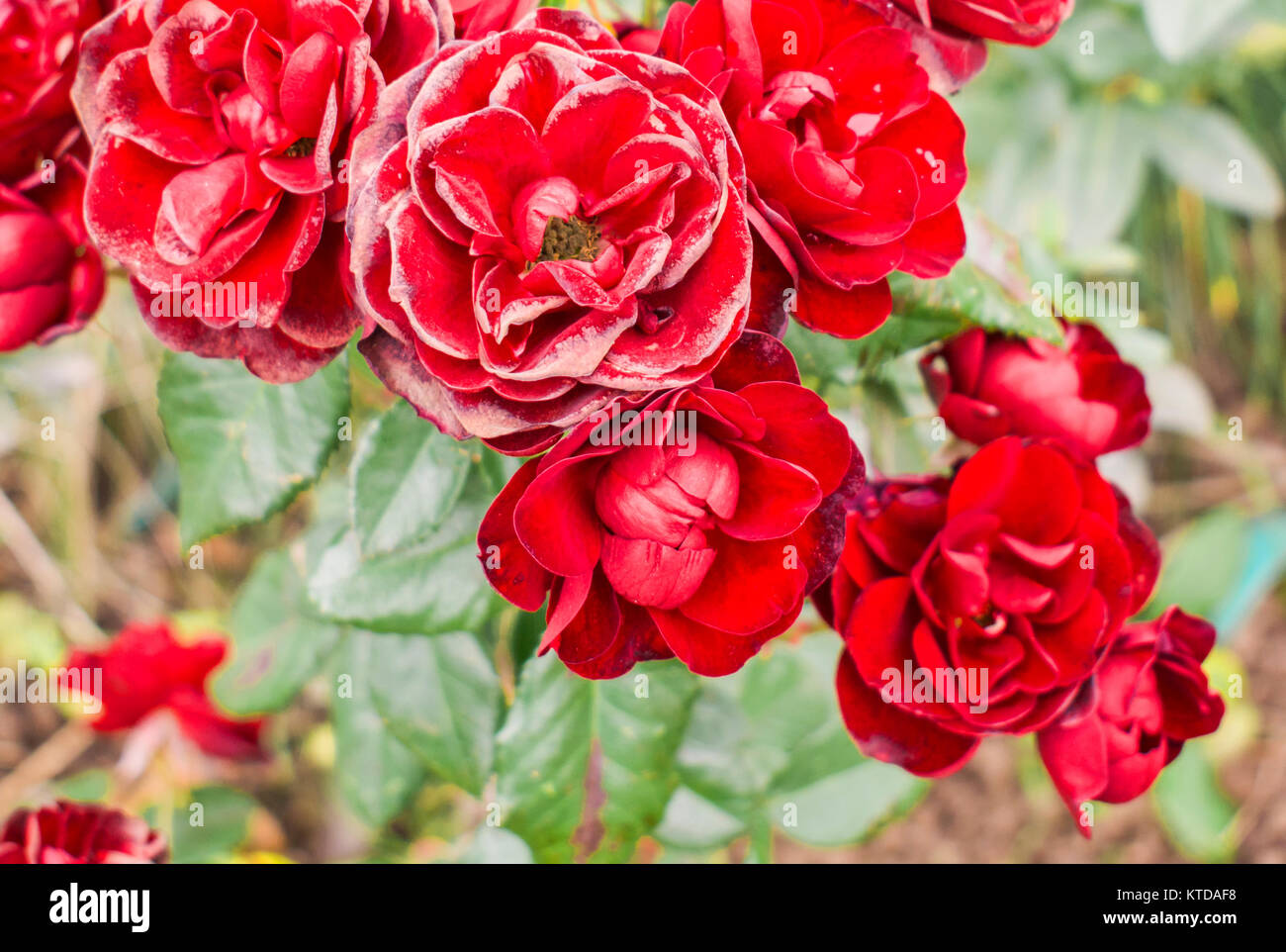 Red roses on a bush. Roses in the approximate shooting Stock Photo