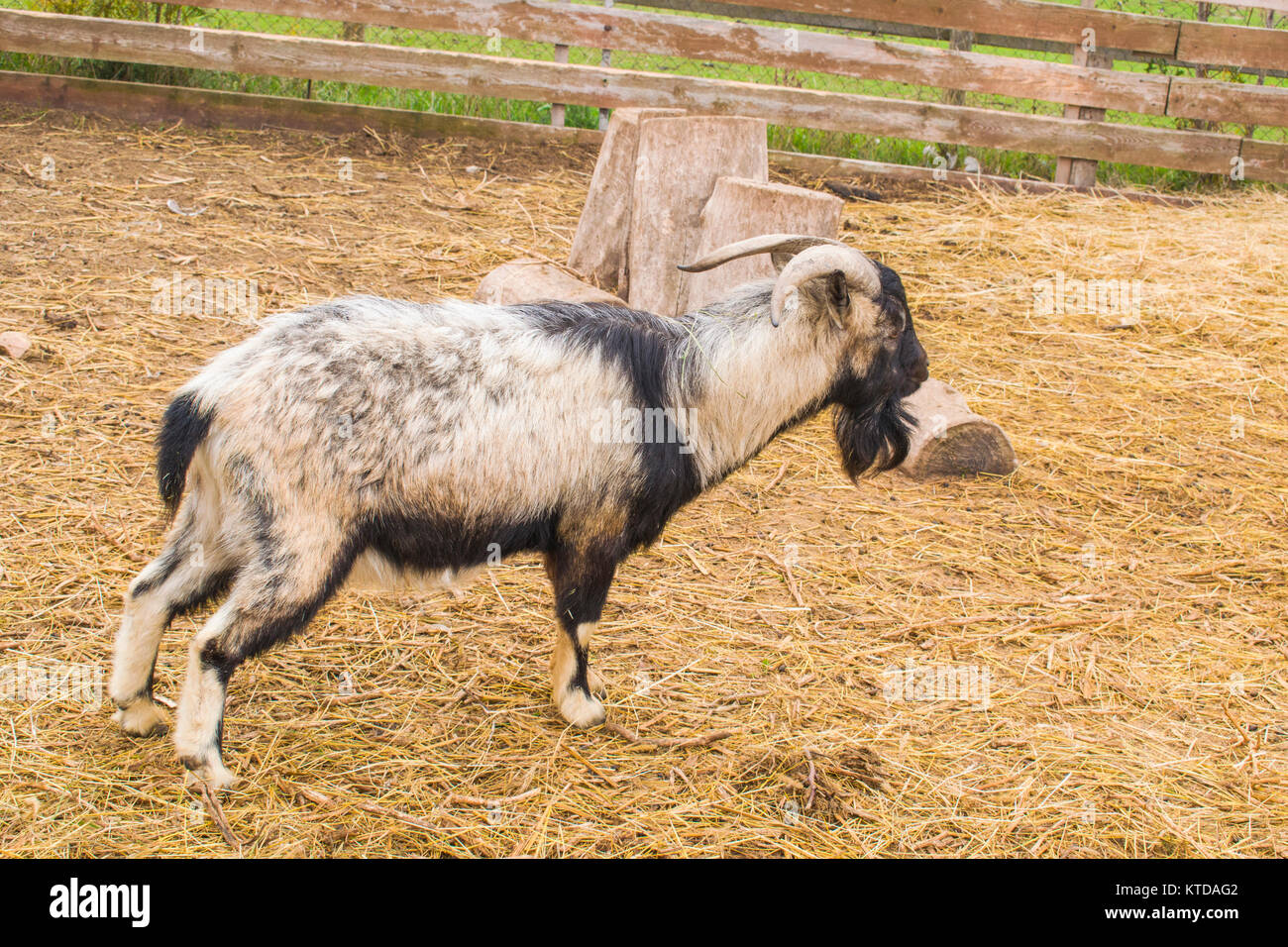 The mountain goat stretched out. The goat is on the farm Stock Photo