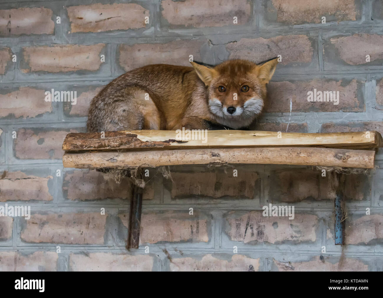 The red fox in the morning light lies in the henhouse. The fox hides