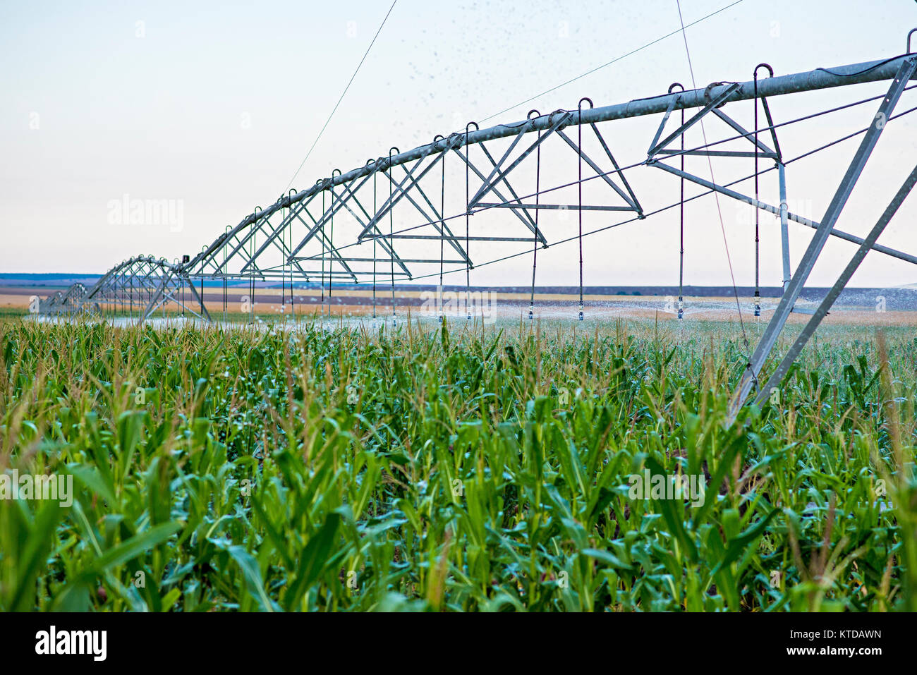 Agricultural irrigation system watering corn field Stock Photo Alamy