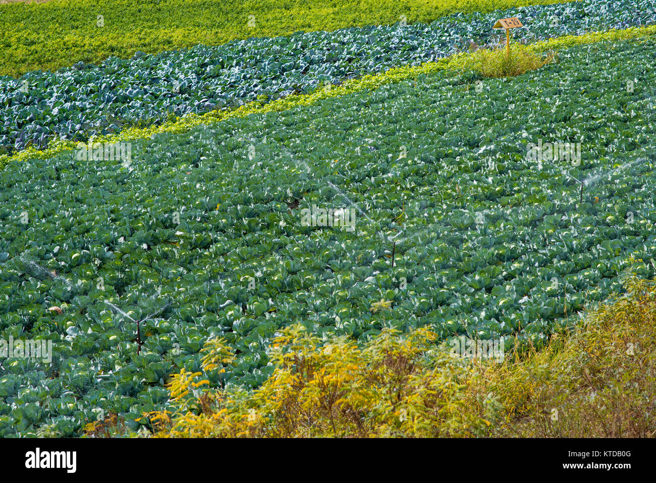 Agricultural irrigation system for watering cabbage field Stock Photo