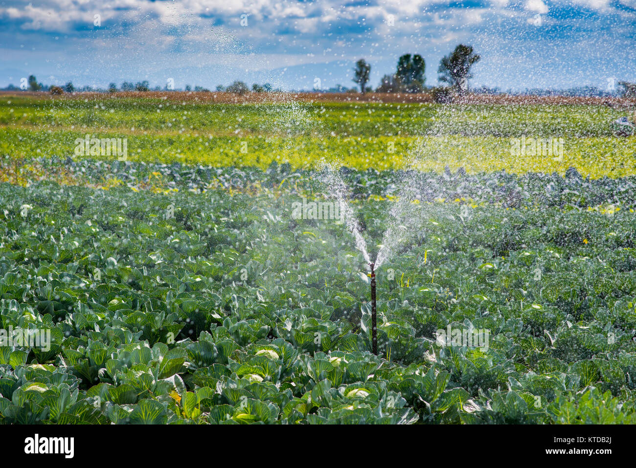 Agricultural irrigation system for watering cabbage field Stock Photo