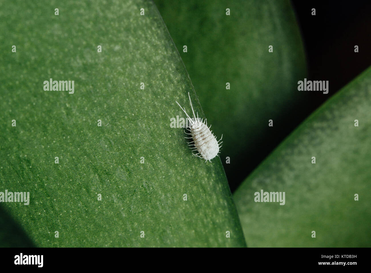 Closeup of a mealybug on an orchid leaf, mealybugs are pests that feed from plant juices. Stock Photo