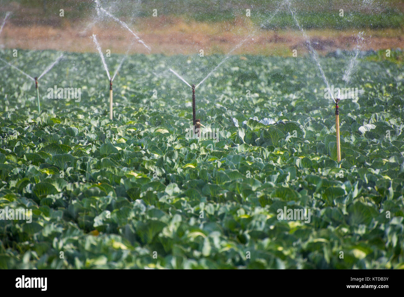 Agricultural irrigation system for watering cabbage field Stock Photo