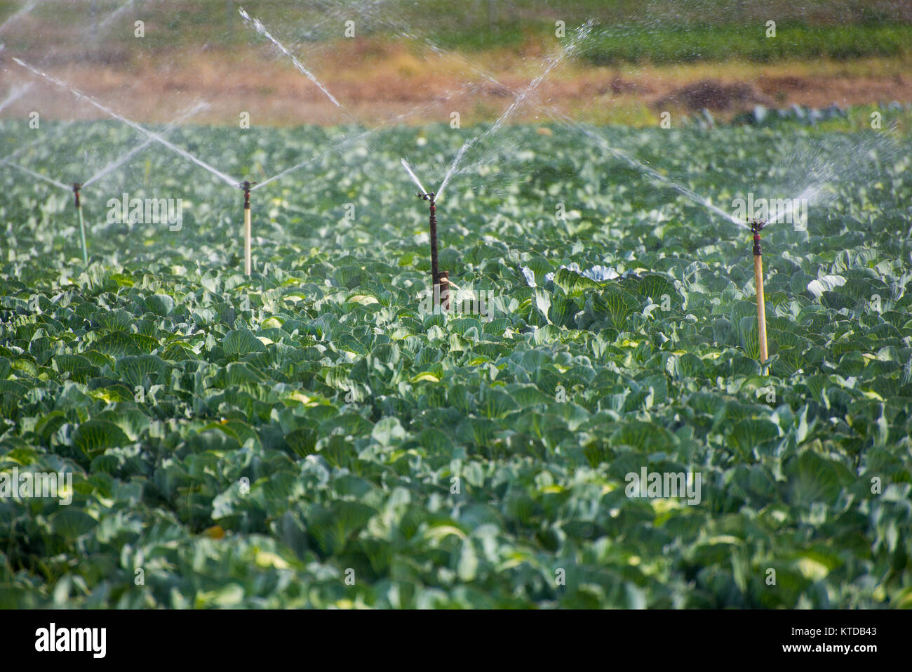 Agricultural irrigation system for watering cabbage field Stock Photo ...