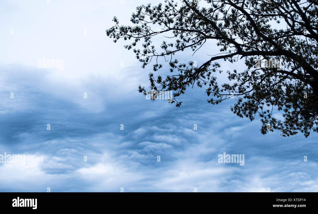 dark clouds with silhouette tree Stock Photo - Alamy