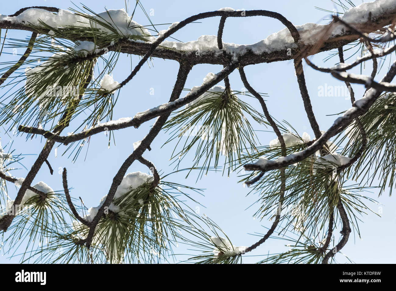 Ponderosa Pine, Pinus ponderosa, needles after a snowfall in Ponderosa Grove Campground on BLM land near Coral Pink Sand Dunes State Park, Utah, USA Stock Photo