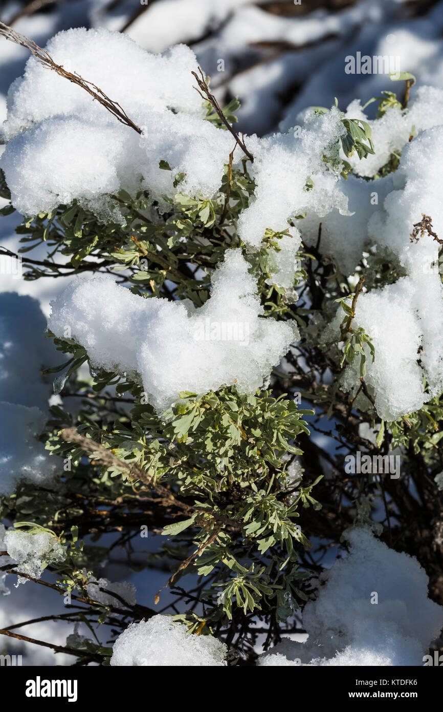 Snow on Big Sagebrush, Artemisia tridentata, in Coral Pink Sand Dunes State Park, Utah, USA Stock Photo