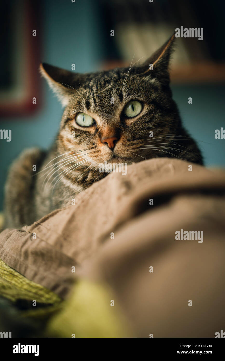 Portrait of tabby cat on couch Stock Photo