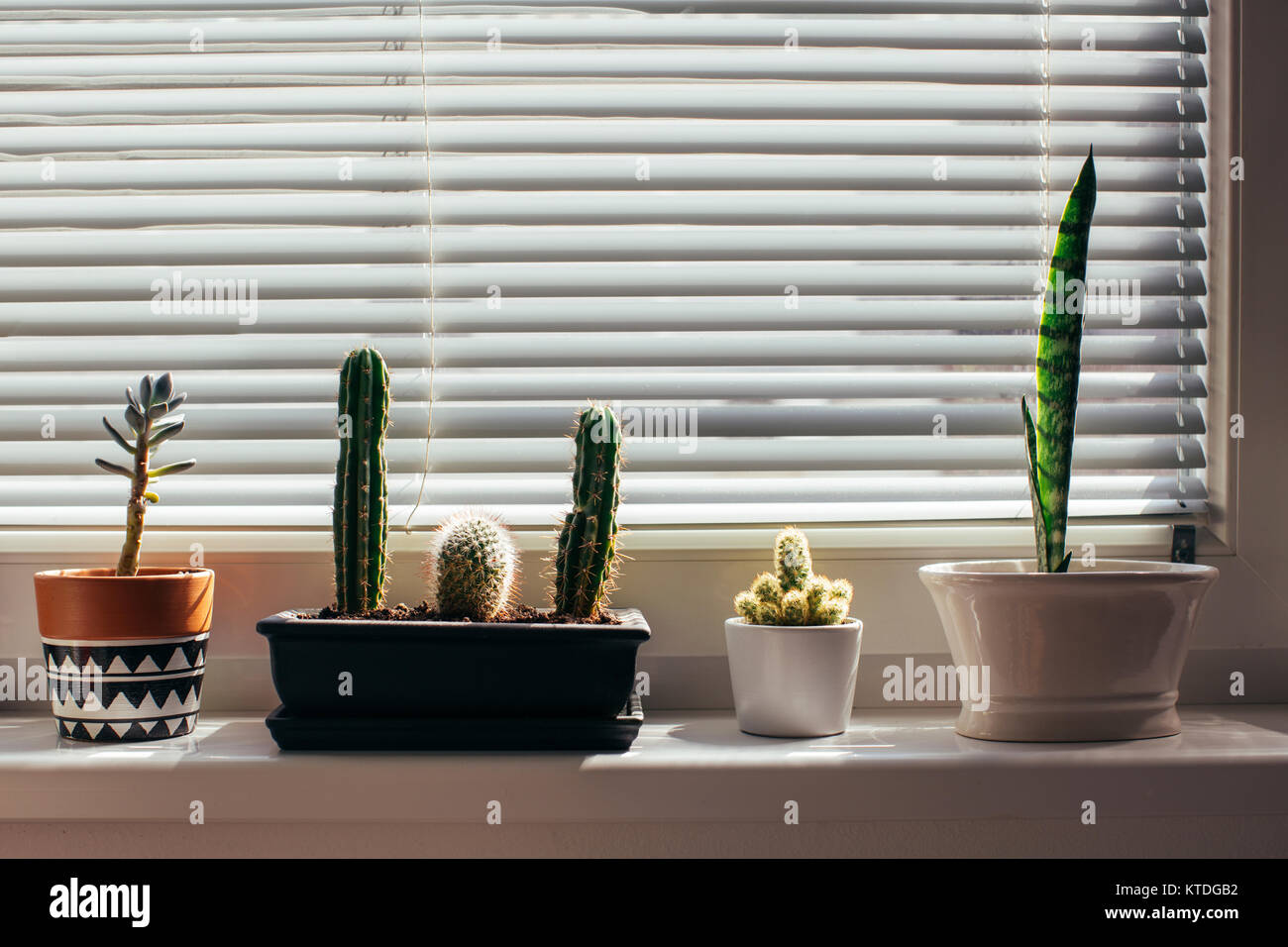 Little flower pots on windowsill Stock Photo Alamy
