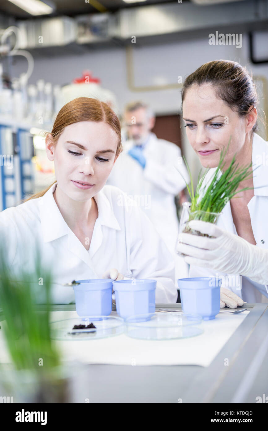 Scientists in lab examining plants and soil sample Stock Photo - Alamy
