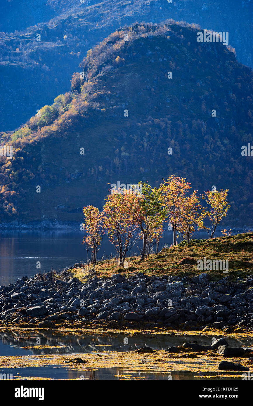 Autumn colours on Gunnforfjorden, Vagen, Lofoten, Nordland, Norway Stock Photo