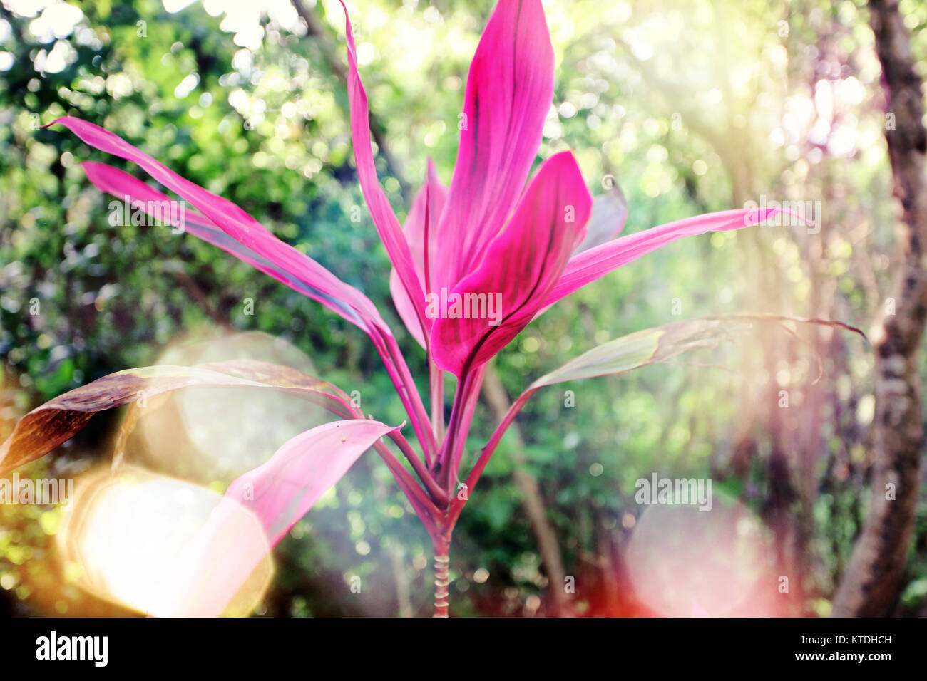 Beautiful pink blossom in tropical garden Stock Photo