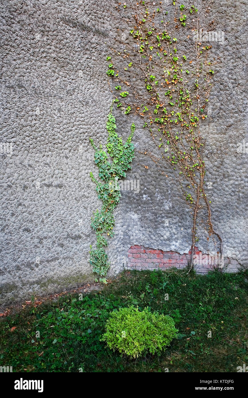 Climbing plants climb the stone wall. Flora Stock Photo Alamy