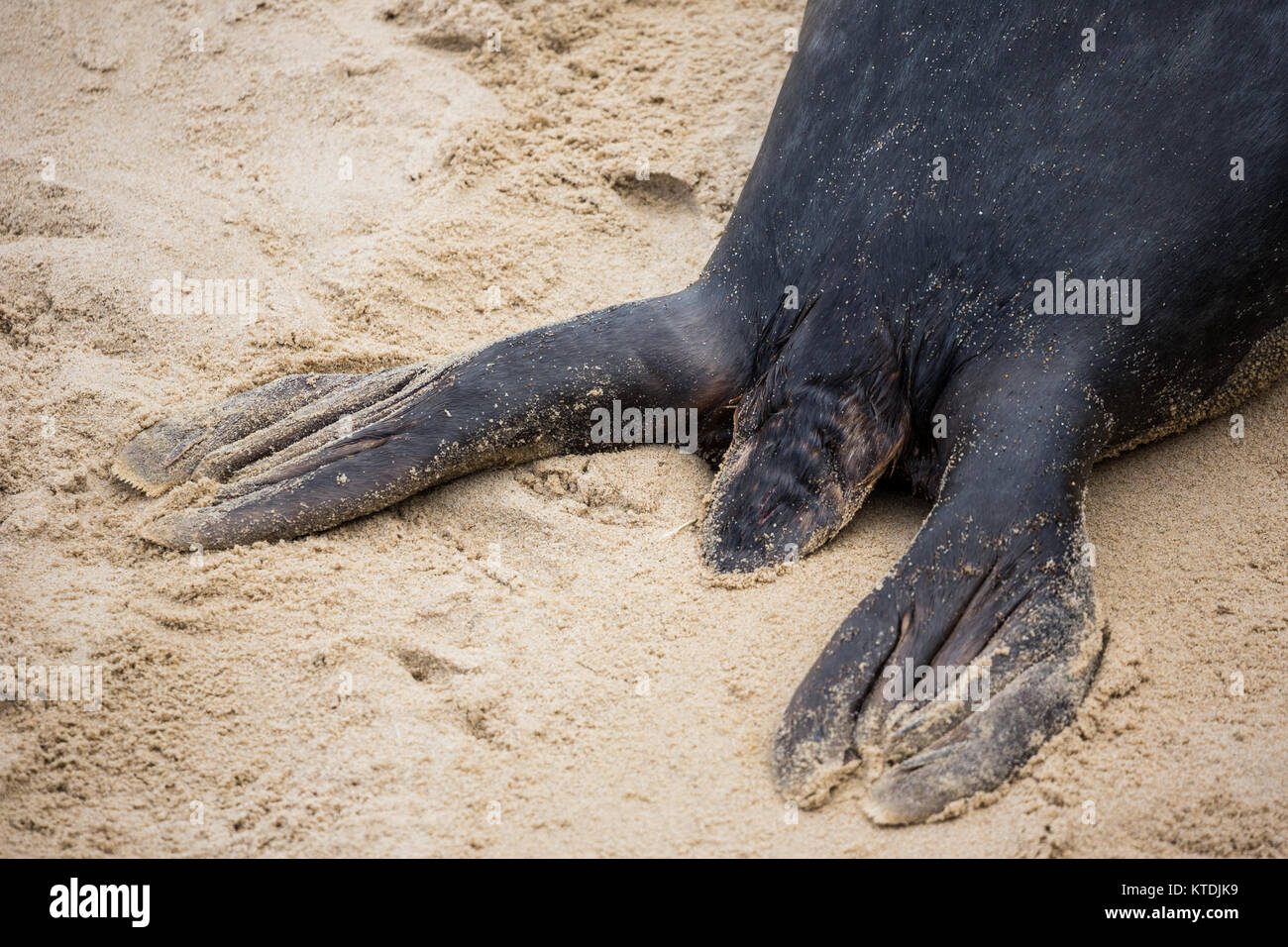 Grey seals on the norfolk coast Stock Photo