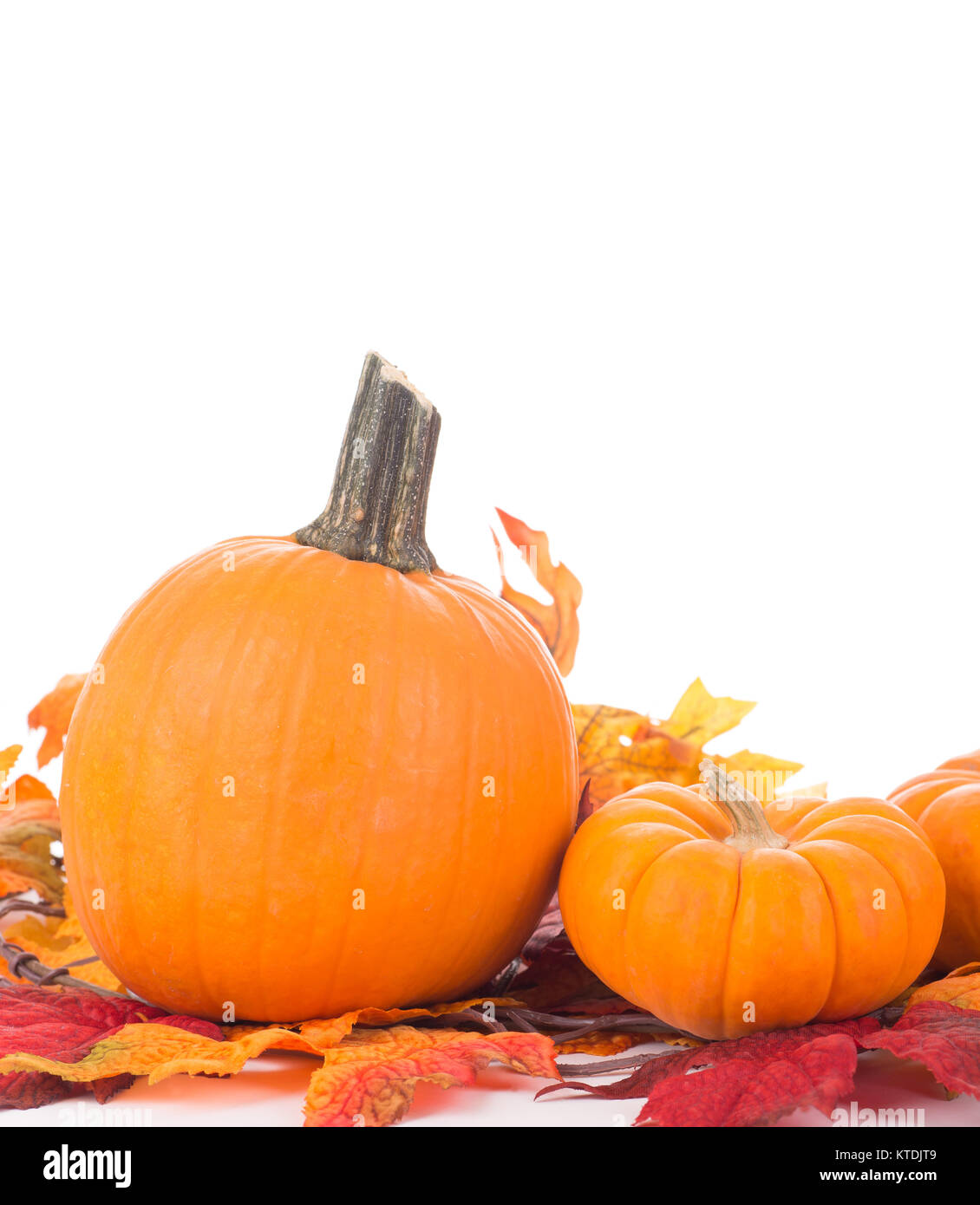 Autumn pumpkin decoration on a white background Stock Photo - Alamy