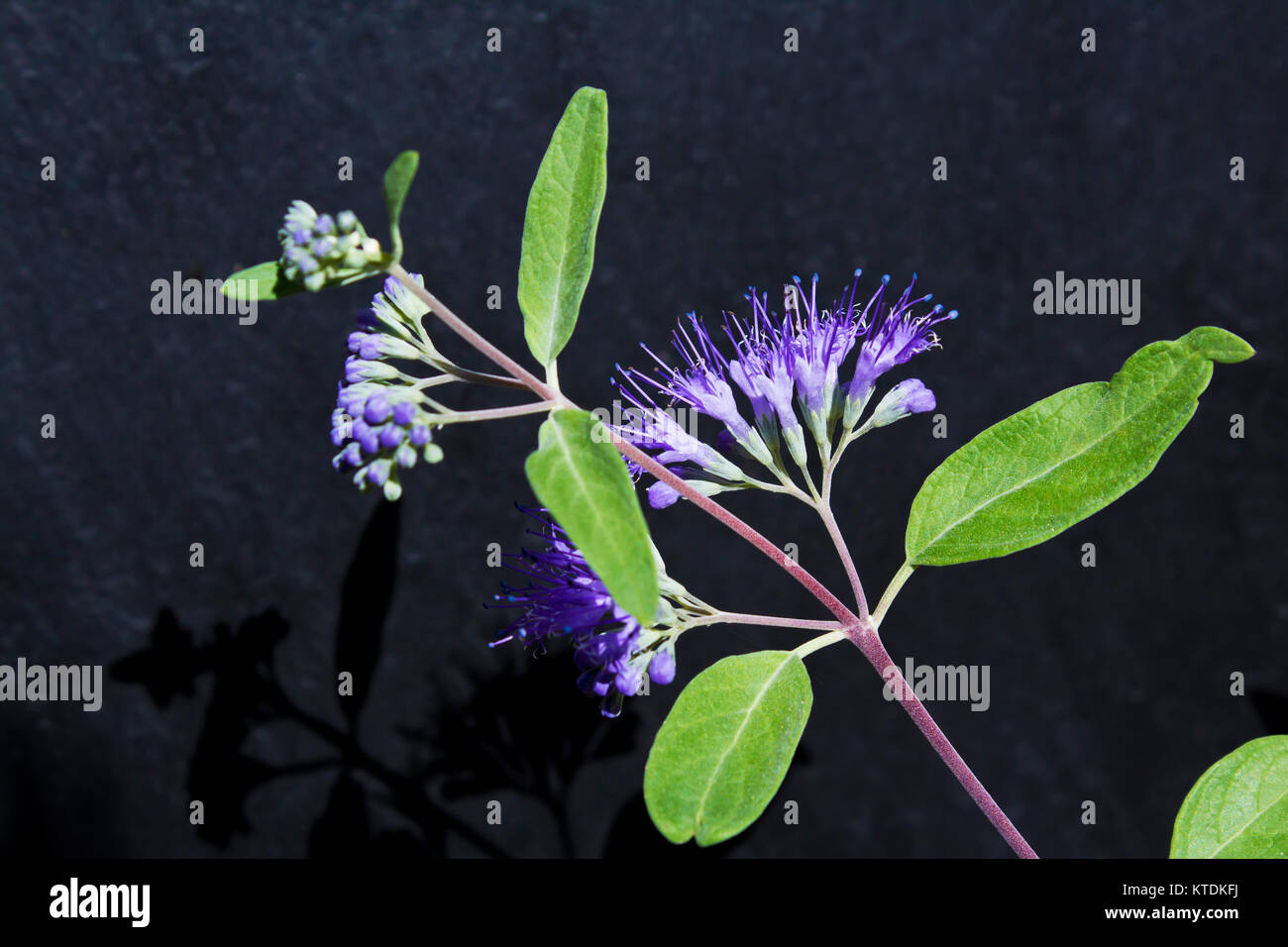 Caryopteris clandonensis in front of dark background Stock Photo