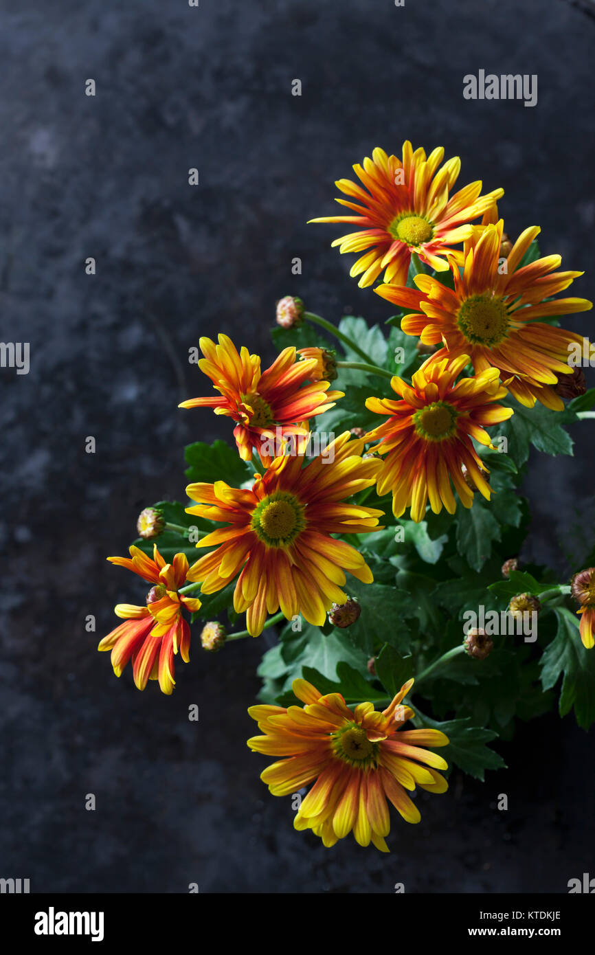 Bicoloured Chrysanthemum Stock Photo