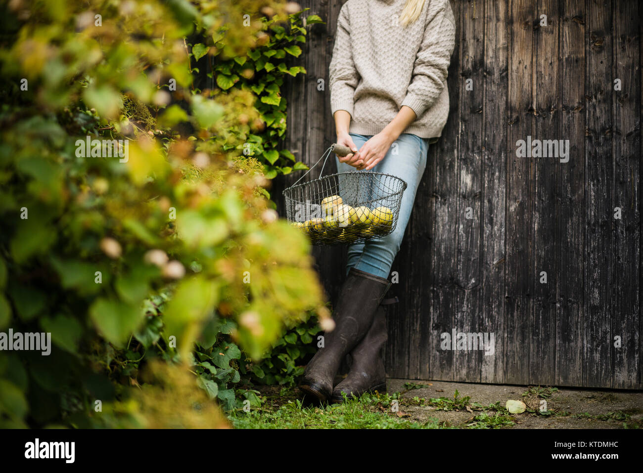 Woman holding wire basket with fruits in garden Stock Photo - Alamy