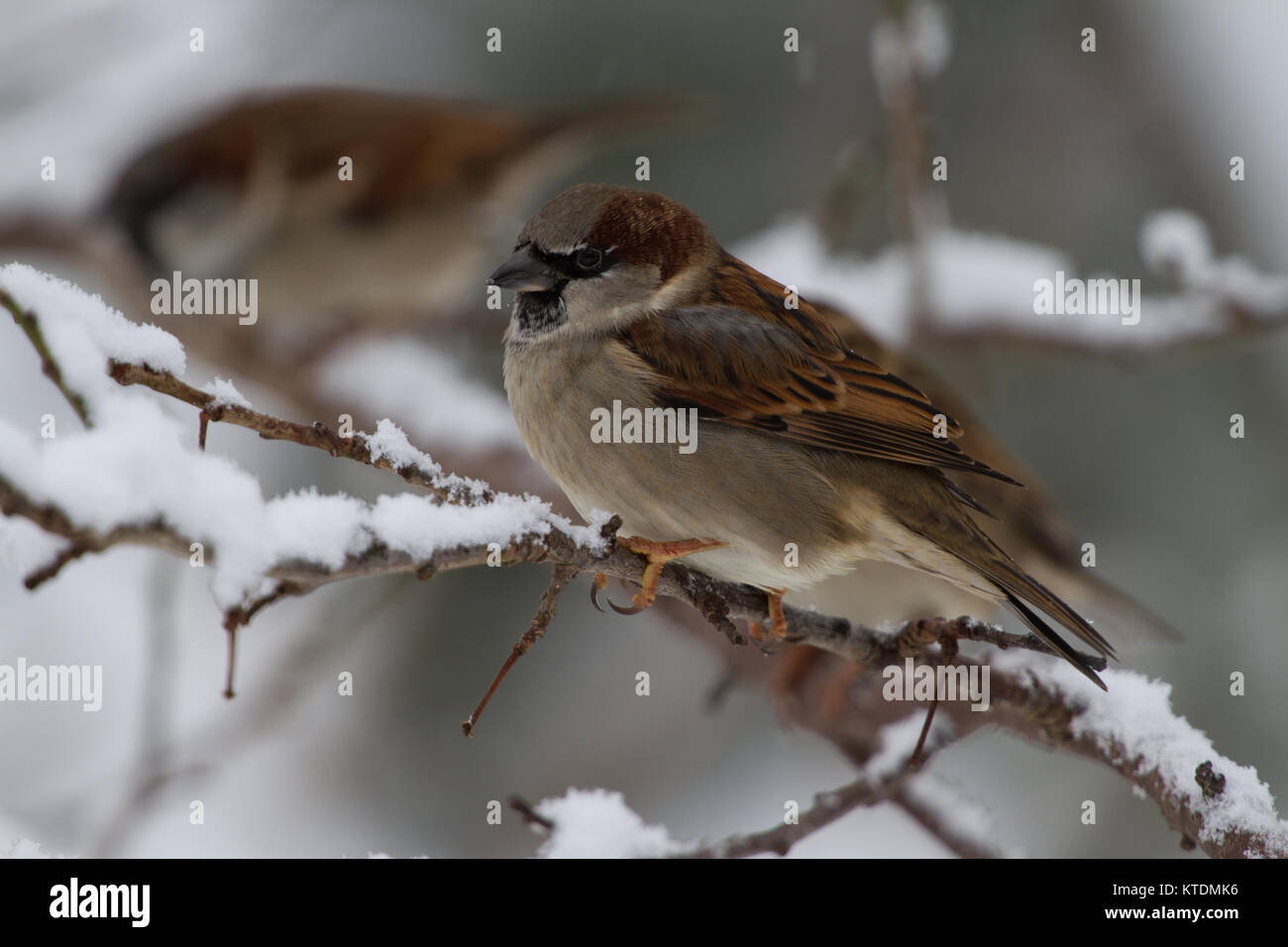 House Sparrow Passer domesticus in snow covered tree. British Isles Stock Photo