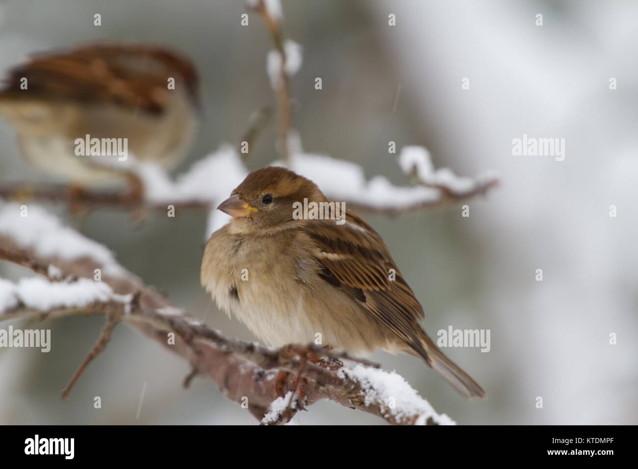 House Sparrow  Passer domesticus Portrait of adult female in snow covered tree British Isles Stock Photo