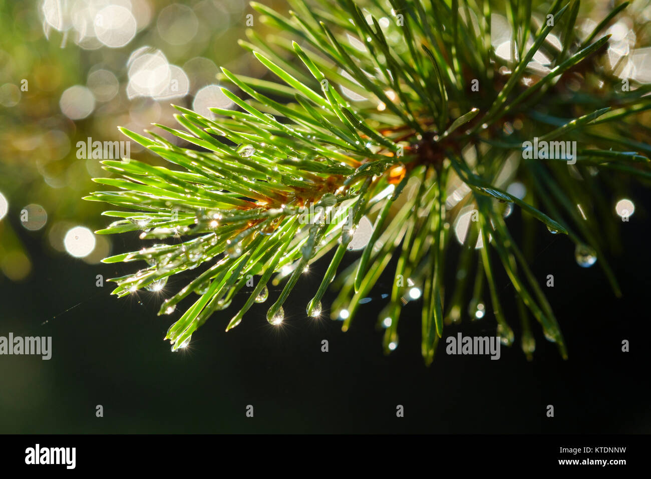 Wassertropfen an Nadeln von Waldkiefer (Pinus sylvestris), Bayern, Deutschland Stock Photo