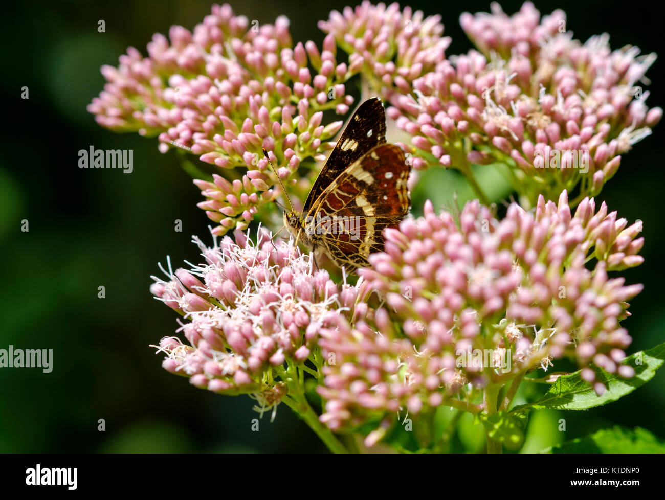 Landkärtchen (Araschnia levana) auf Blüte von Wasserdost (Eupatorium cannabinum), Bayern, Deutschland Stock Photo