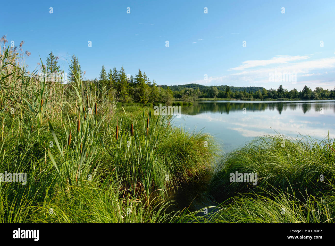 Rohrkolben und Gräser, Ickinger Stausee, bei Icking, Naturschutzgebiet Isarauen, Oberbayern, Bayern, Deutschland Stock Photo