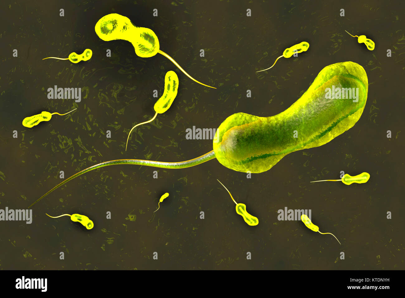 3D rendered Illustration of a anatomically correct convergence to a vibrio cholerae bacterium causing the famous cholera disease Stock Photo