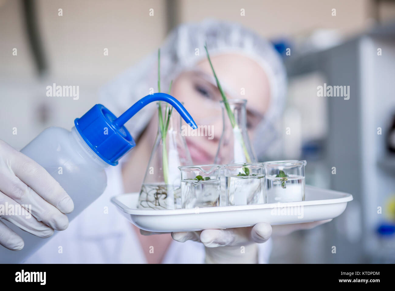 Scientist in lab watering plant seedlings in beakers Stock Photo