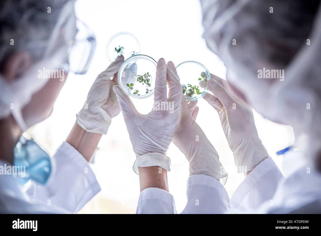 Scientists in lab examining germs in petri dishes Stock Photo