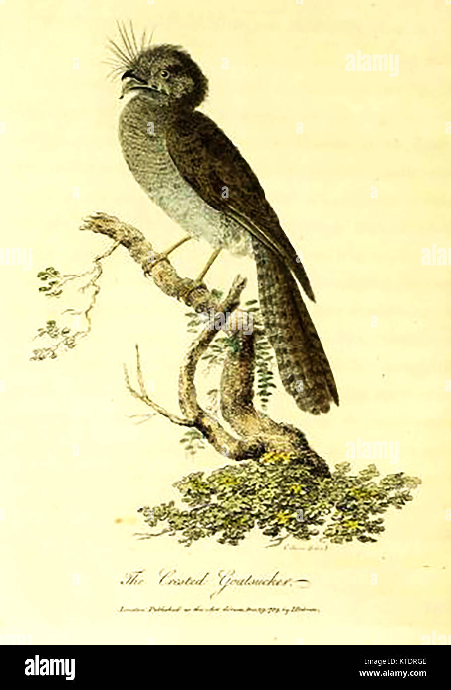 Australian wildlife -The Australian Crested Goat Sucker  or Nightjar - Possibly a  tawny frogmouth (podargus strigoides) or Australian owlet-nightjar (aegotheles cristatus) (from ' Journal of a voyage to New South Wales...' )  by John White 1790 Stock Photo