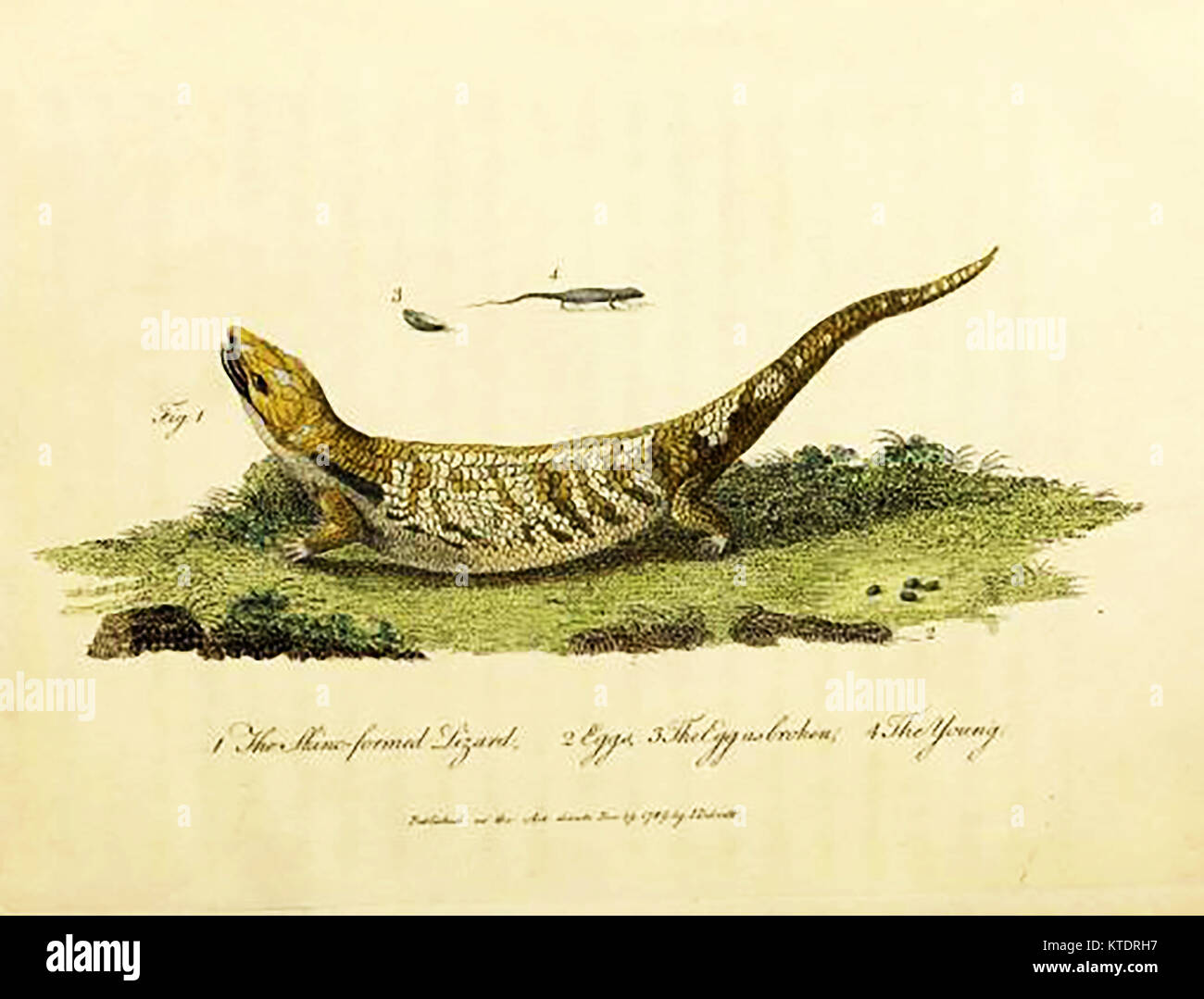 Reptiles de l'Eure et Loir