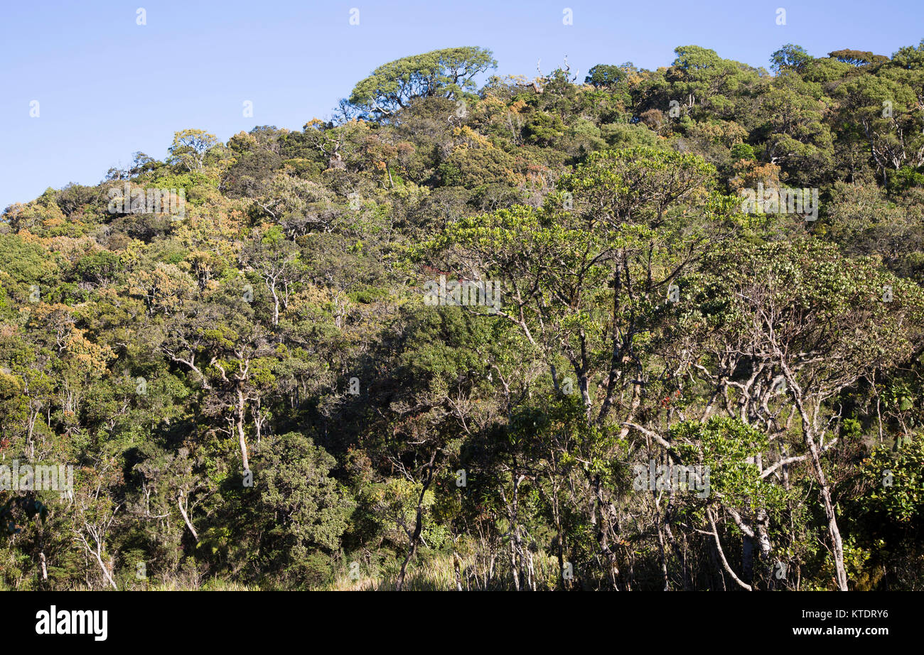 Cloud forest canopy with emergent trees,  Horton Plains national park, Sri Lanka, Asia Stock Photo