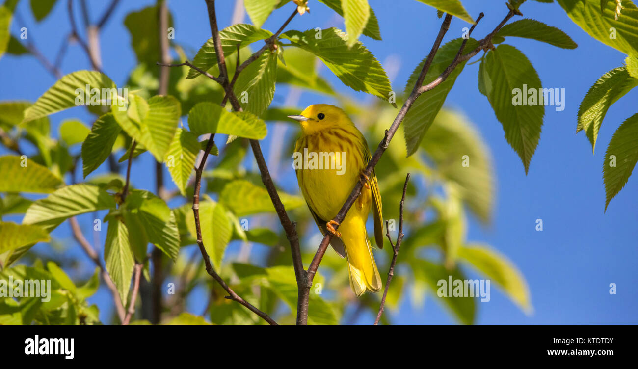 Yellow Warbler Male Stock Photo Alamy