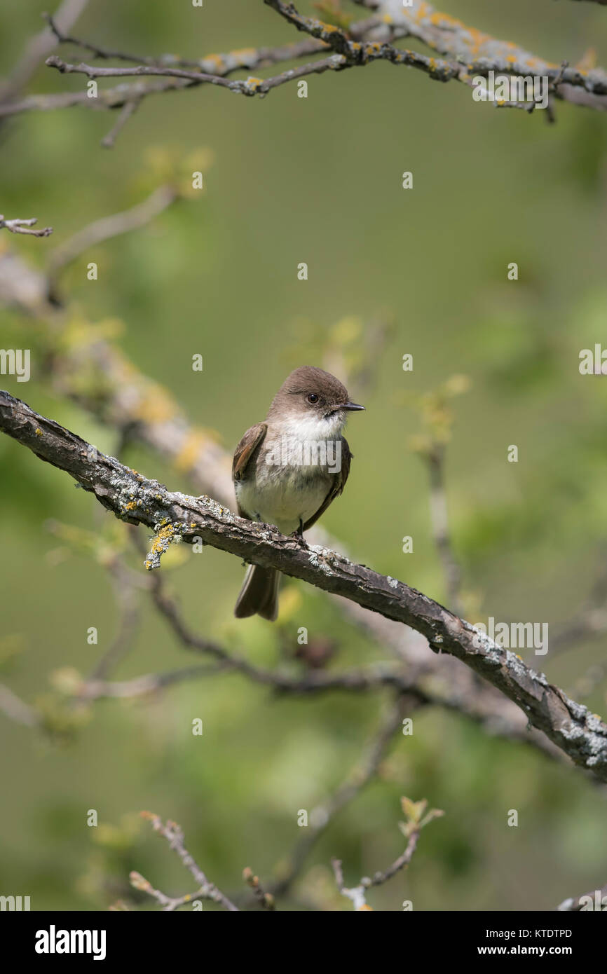 Eastern phoebe perched in a burr oak in northern Wisconsin Stock Photo