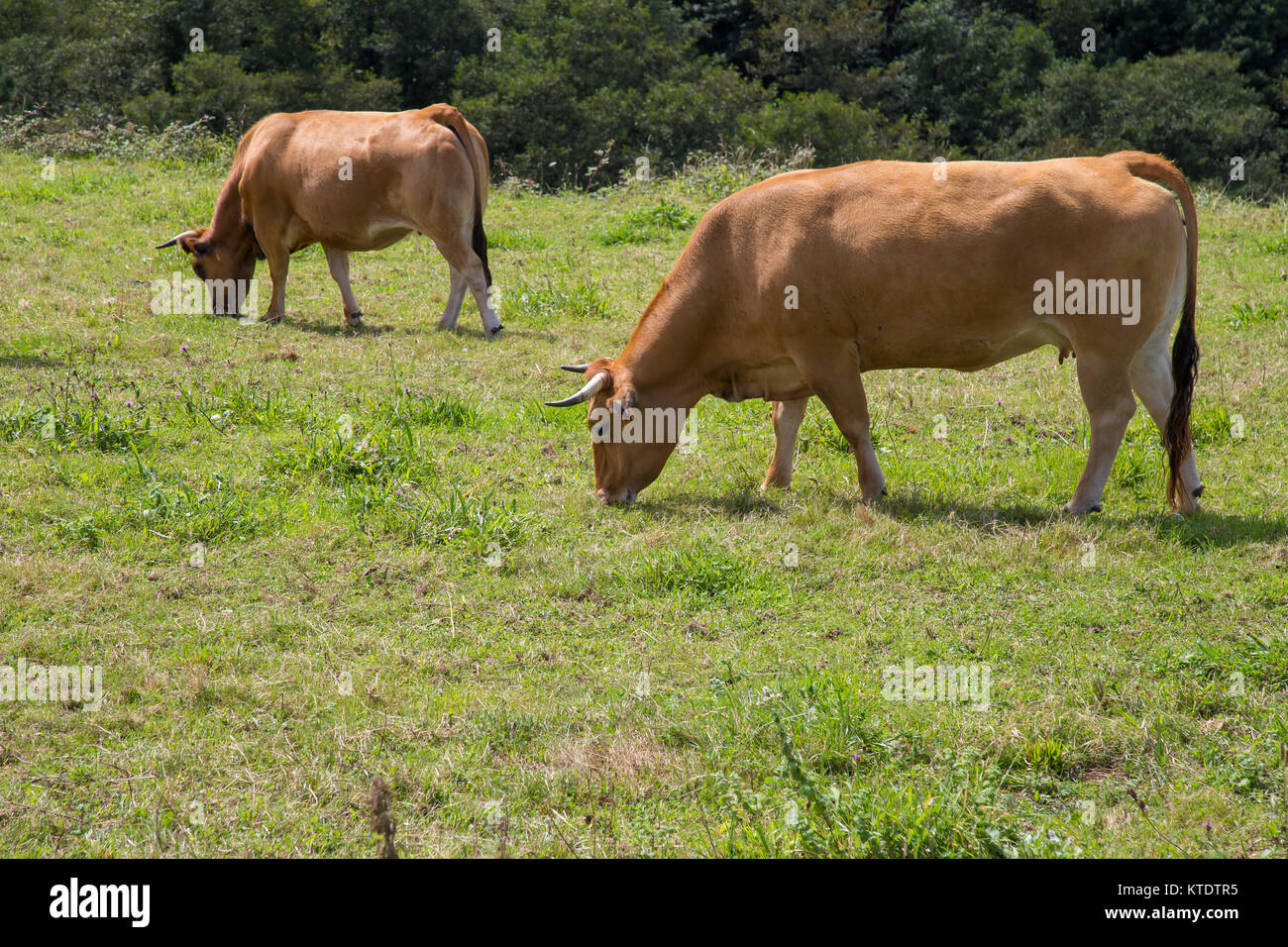 Brown cows grazing in the field Stock Photo - Alamy