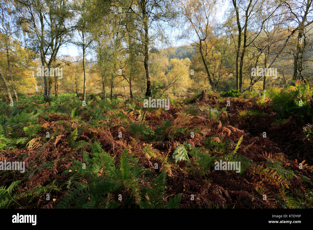 Autumn trees in Cannock Chase Country Park, AONB, Staffordshire, England, UK Stock Photo