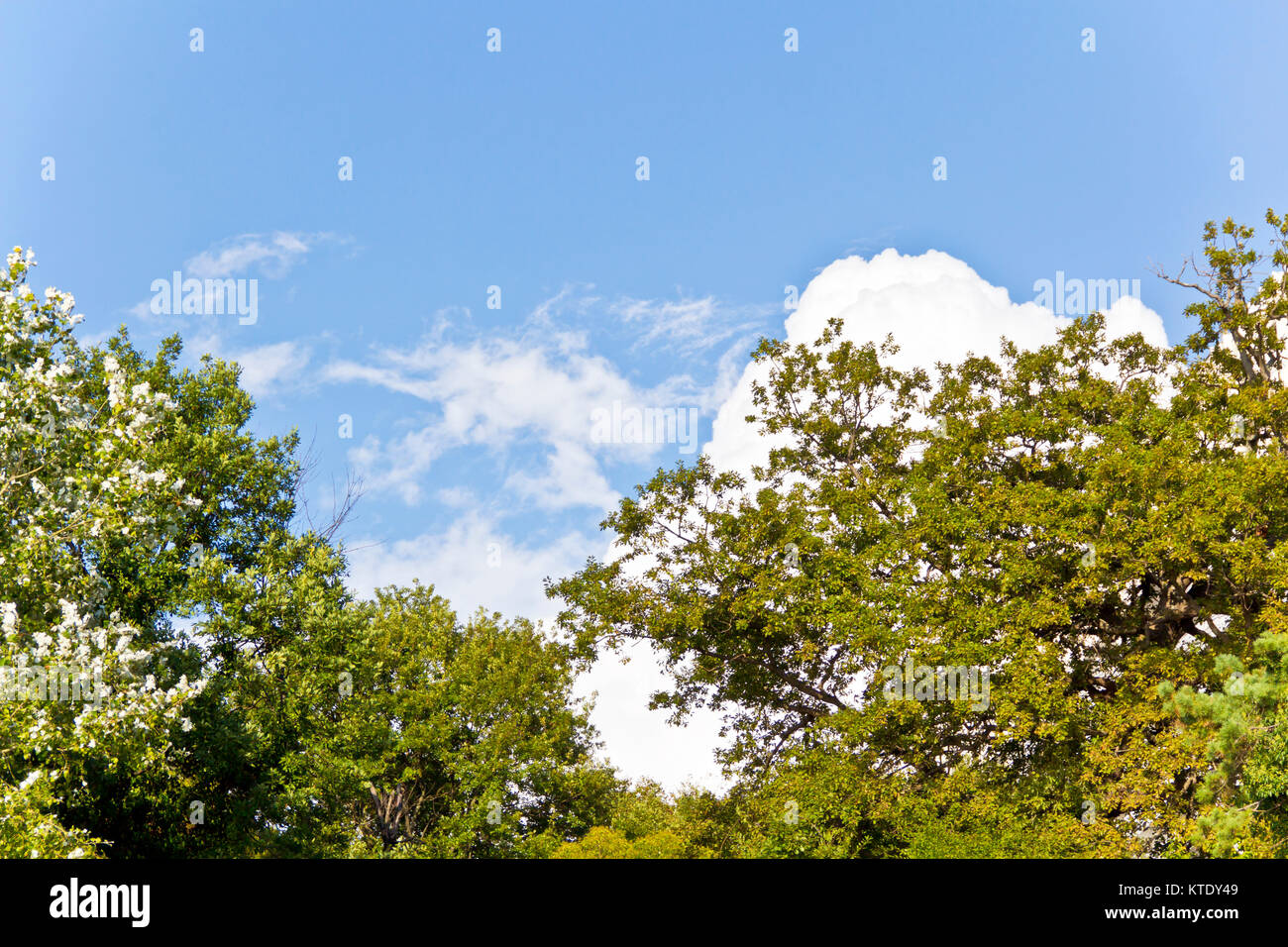 Summer blue sky with white cloud and green trees Stock Photo - Alamy