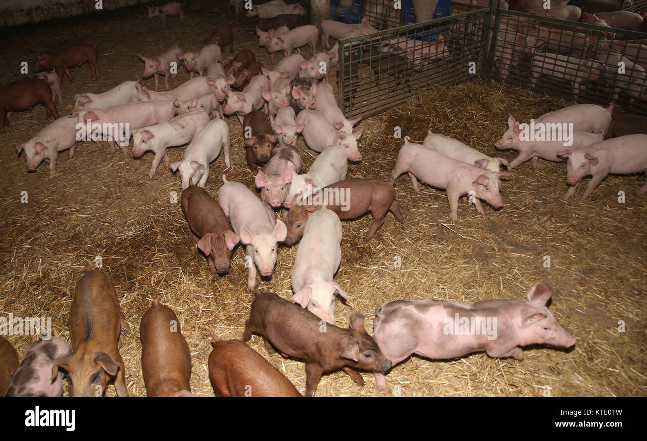 Group of pigs at animal farm. Animal farm for breeding little hogs for