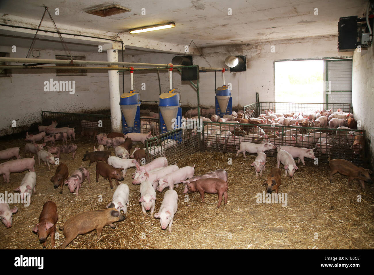 Livestock breeding. Group of newborn piglets in farmyard Stock Photo