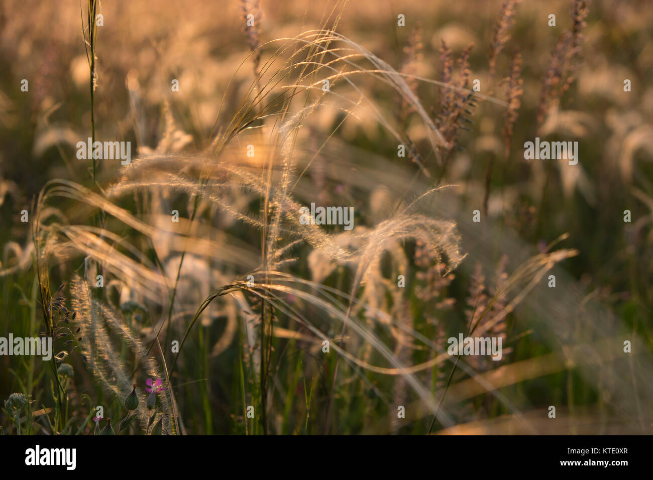 Needle grasses in a hot summer evening at sunset in Hungary Stock Photo